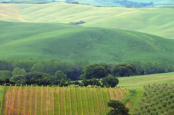 Vinha verde da Toscana — Fotografia de Stock