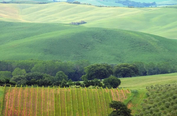 Toskana grüne Weinberge — Stockfoto