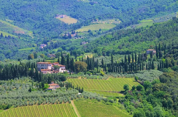 Tuscany green vineyard — Stock Photo, Image