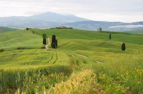 Cipreses de Toscana con pista — Foto de Stock