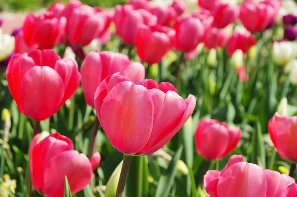 Tulipanes rojos y blancos — Foto de Stock