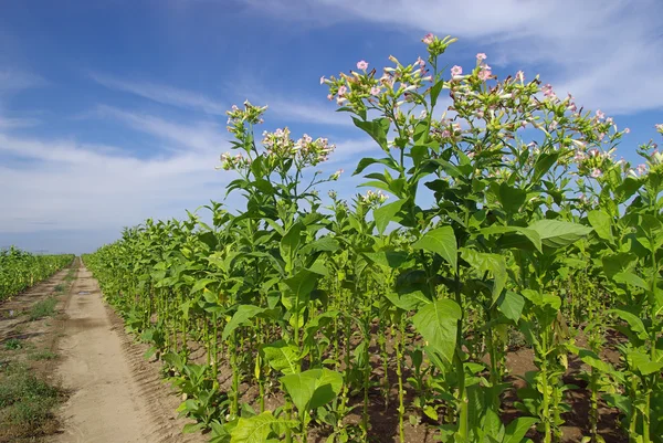 Tabaco verde cultivado — Foto de Stock