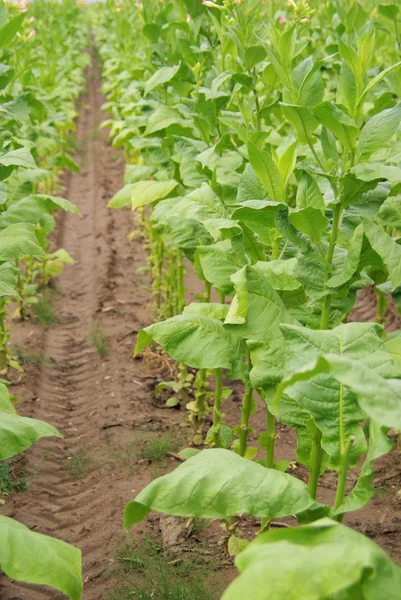Tabaco verde cultivado — Foto de Stock