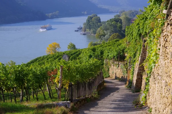 View on Wachau vineyard — Stock Photo, Image