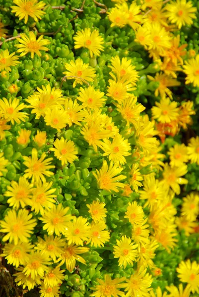 Gelbe Delosperma-Blüten — Stockfoto