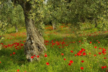 Gelincikler ve zeytin ağaçları