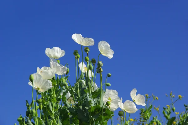 Vackra vallmo blommor — Stockfoto