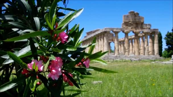 Paestum — Video Stock