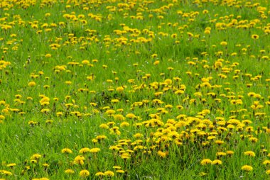 Dandelions çayır üzerinde