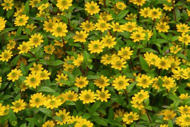 Sanvitalia procumbens çiçek