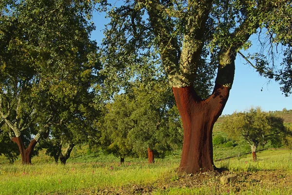 栓皮栎树 — 图库照片