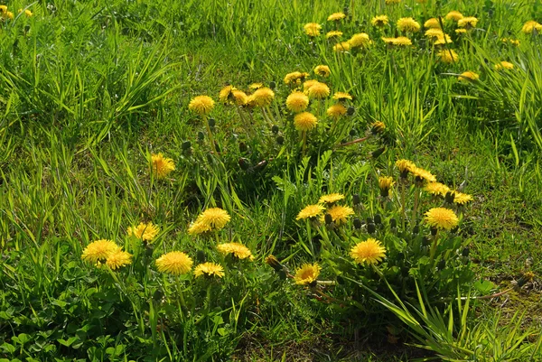 Dandelions on meadow — Stock Photo, Image