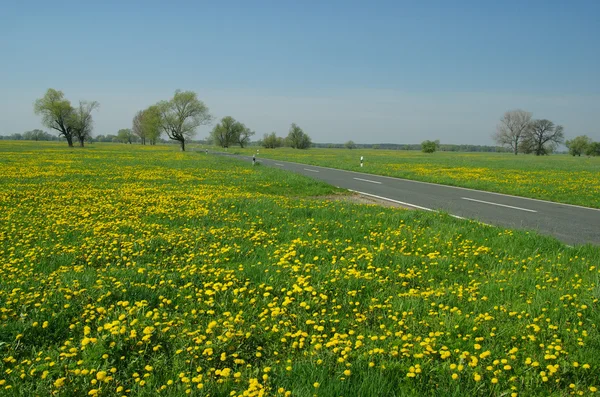 Dandelions çayır üzerinde — Stok fotoğraf