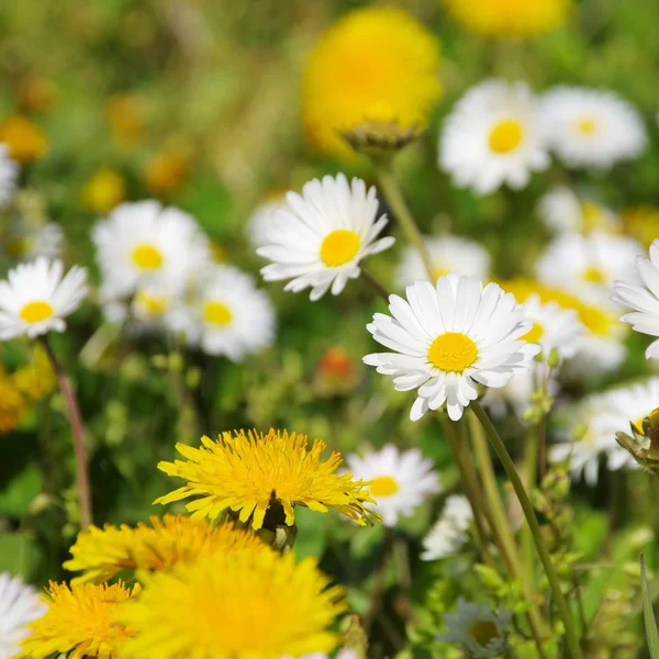 Dandelions and daisies — Stock Photo, Image