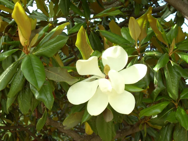 Belle fleur de magnolia — Photo