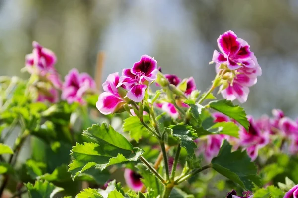 Цветы розового гераня — стоковое фото