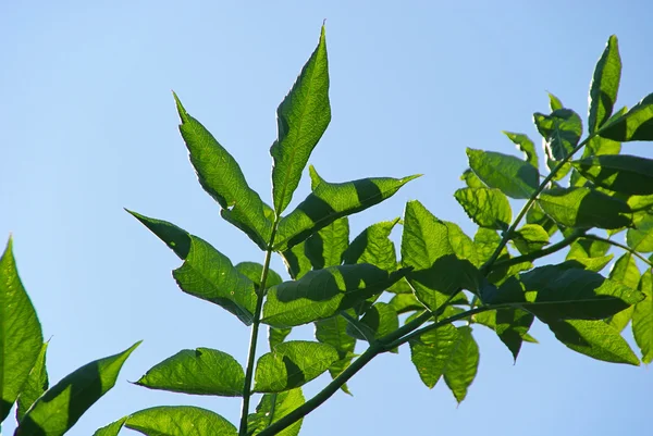 Elderberry árvore contra o céu — Fotografia de Stock