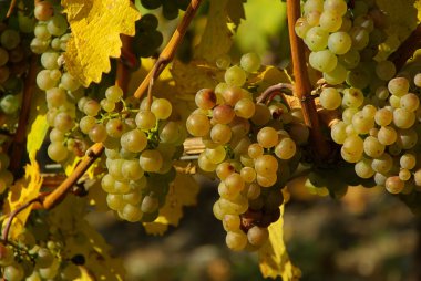 Yeşil üzüm yaprakları ile