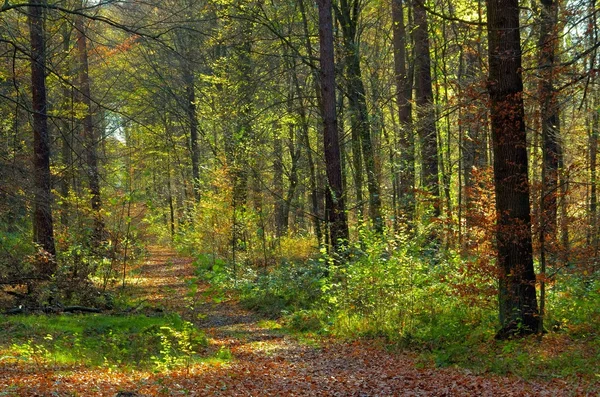 Hiking trail in forest — Stock Photo, Image