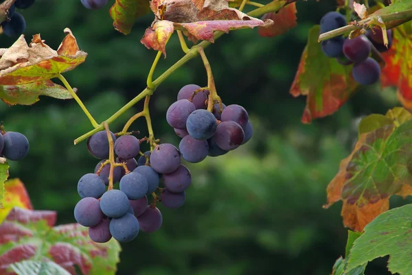 Uvas azules con hojas — Foto de Stock