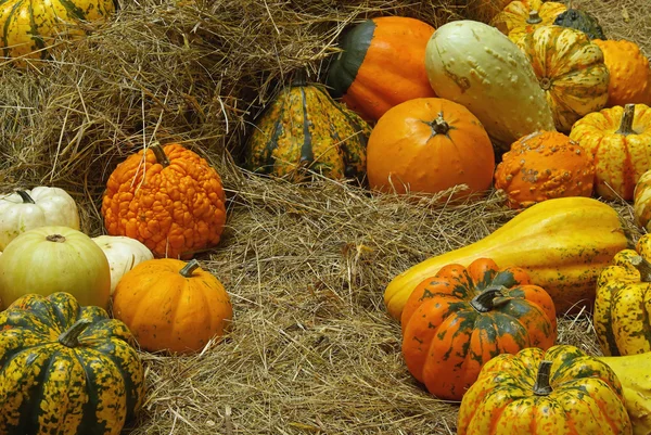 Colorful ornamental pumpkins — Stock Photo, Image