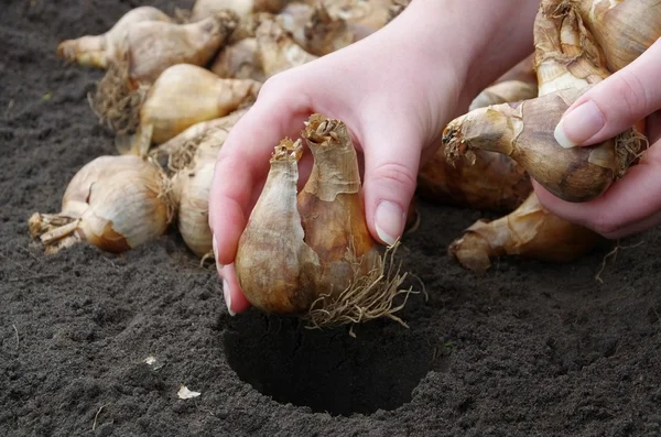 Mujer sosteniendo bulbos para plantar — Foto de Stock