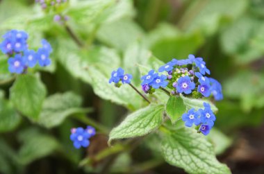 Brunnera macrophylla çiçekler