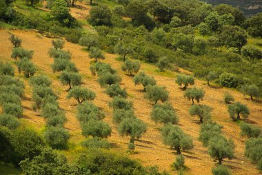 Yeşil zeytin ağaçları