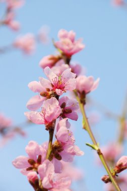 Şeftali ağacı çiçek