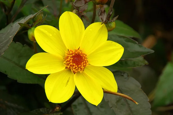 Žlutá dahlia květina — Stock fotografie