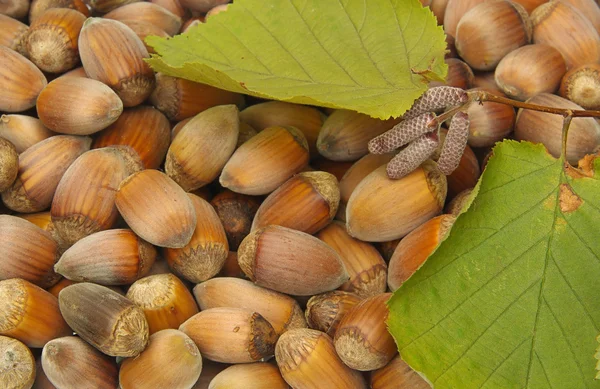 Brown hazelnuts with leaves — Stock Photo, Image