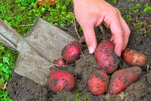 Human hand and potato harvest — Stock Photo, Image