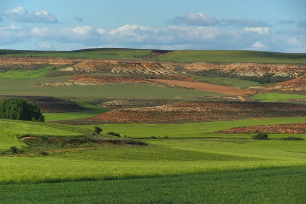 Green Castile field — Stock Photo, Image