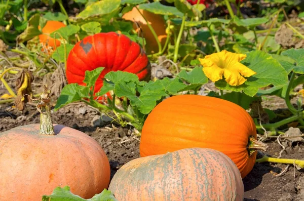 Colorful pumpkin field — Stock Photo, Image