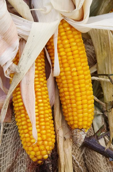 Two yellow corncobs — Stock Photo, Image