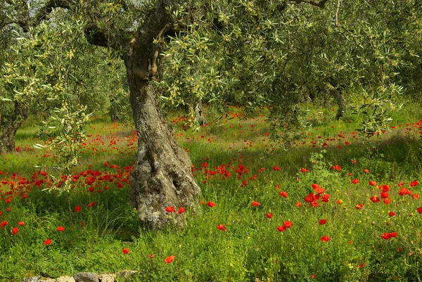Poppies and olive trees — Stock Photo, Image