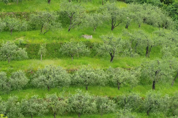 Olijfgaard in ligurië — Stockfoto