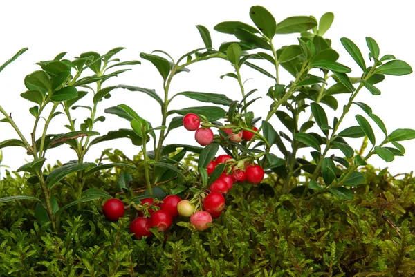 Ripe red cowberry — Stock Photo, Image
