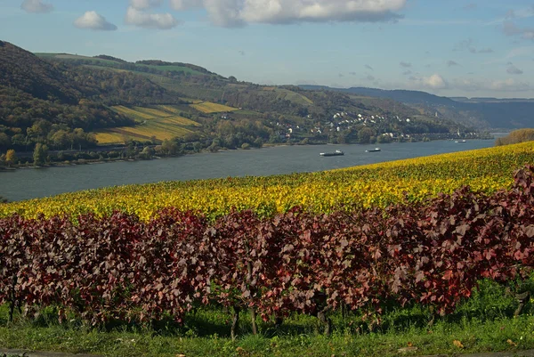 Sungai Rhine yang indah — Stok Foto