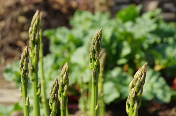 Growing asparagus field — Stock Photo, Image