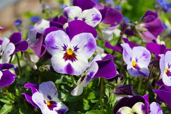 Colorful pansy flowers — Stock Photo, Image