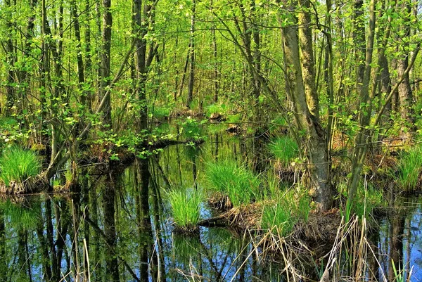 Bažiny v zeleném lese — Stock fotografie