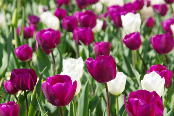 Violette und weiße Tulpen — Stockfoto