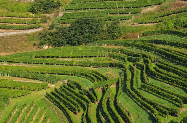 Grüner Wachauer Weinberg — Stockfoto