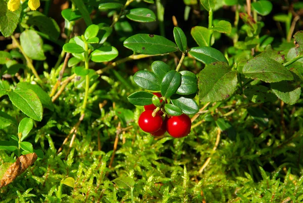 Ripe cowberry plant — Stock Photo, Image