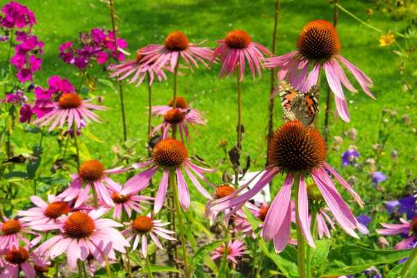 Piękne Coneflowers fioletowy — Zdjęcie stockowe