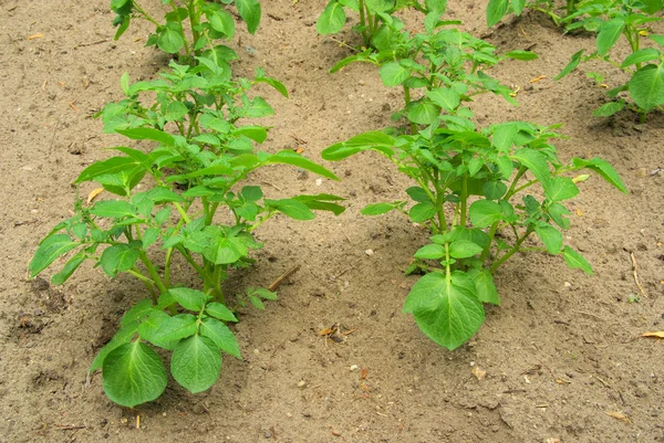 Groene aardappel plant — Stockfoto
