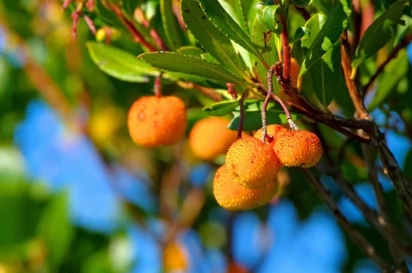 Arbutus. — Fotografia de Stock