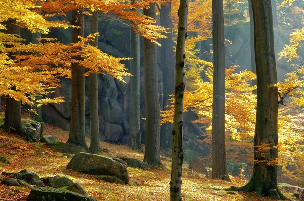 Rock in beech forest — Stock Photo, Image