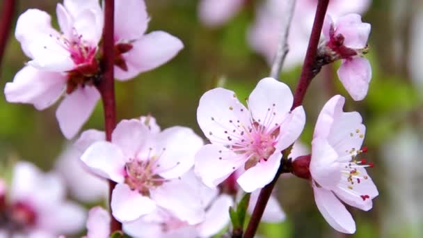 Персиковый цветок — стоковое видео